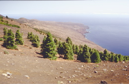 Gebiet von El Julan im Süden von El Hierro
